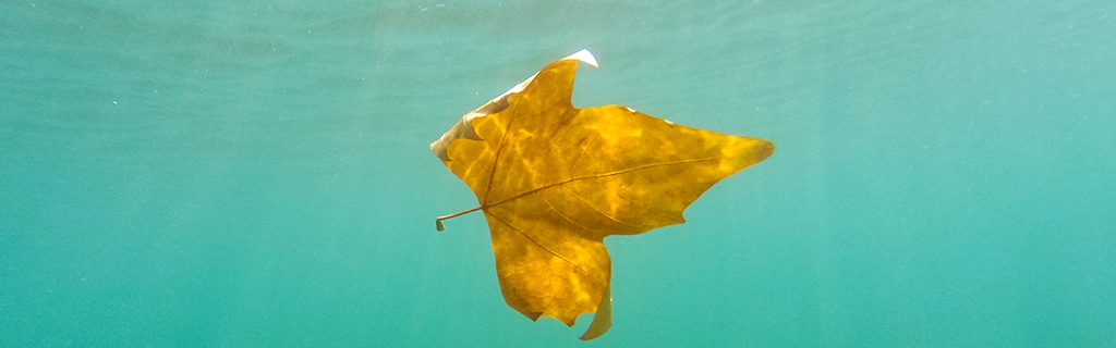 Életbiztosítások - a képen egy  vízben lebegő falevél látható.