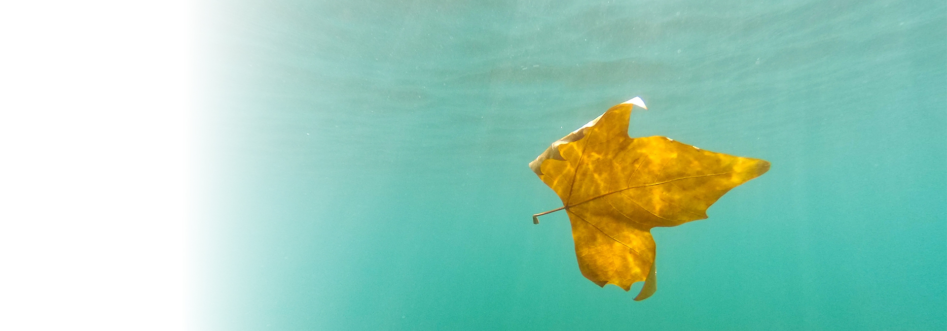 Életbiztosítások - a képen egy  vízben lebegő falevél látható.